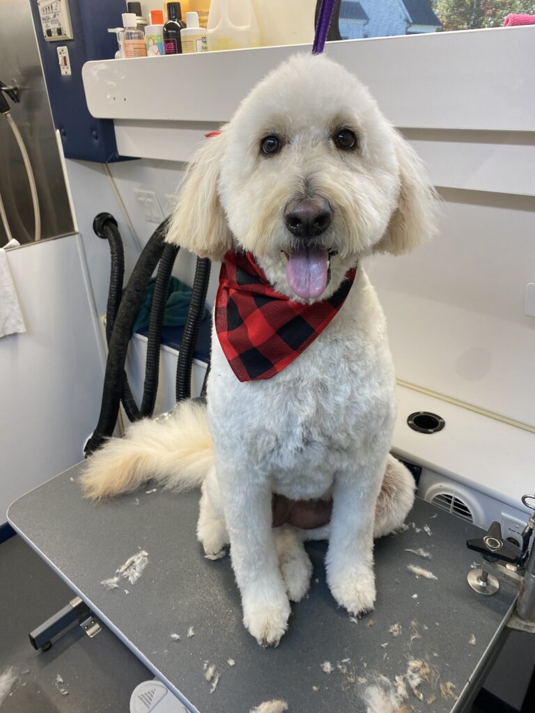 whisker wash dog bandana tongue