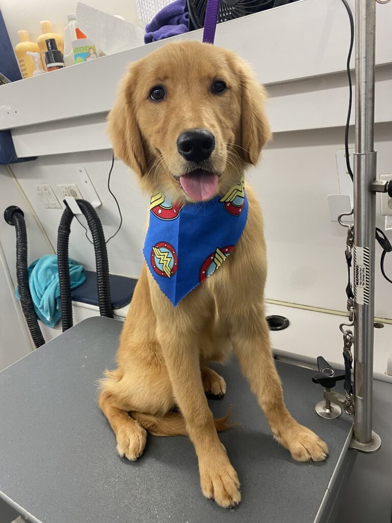 whisker wash dog superman bandana