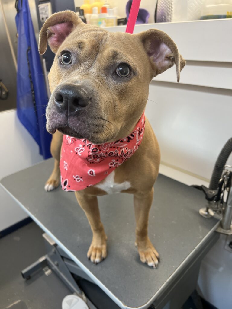 brown dog orange bandana