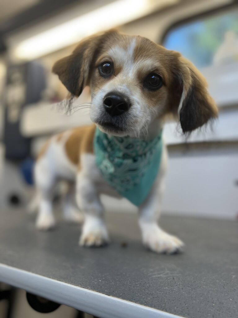 brown white dog teal bandana