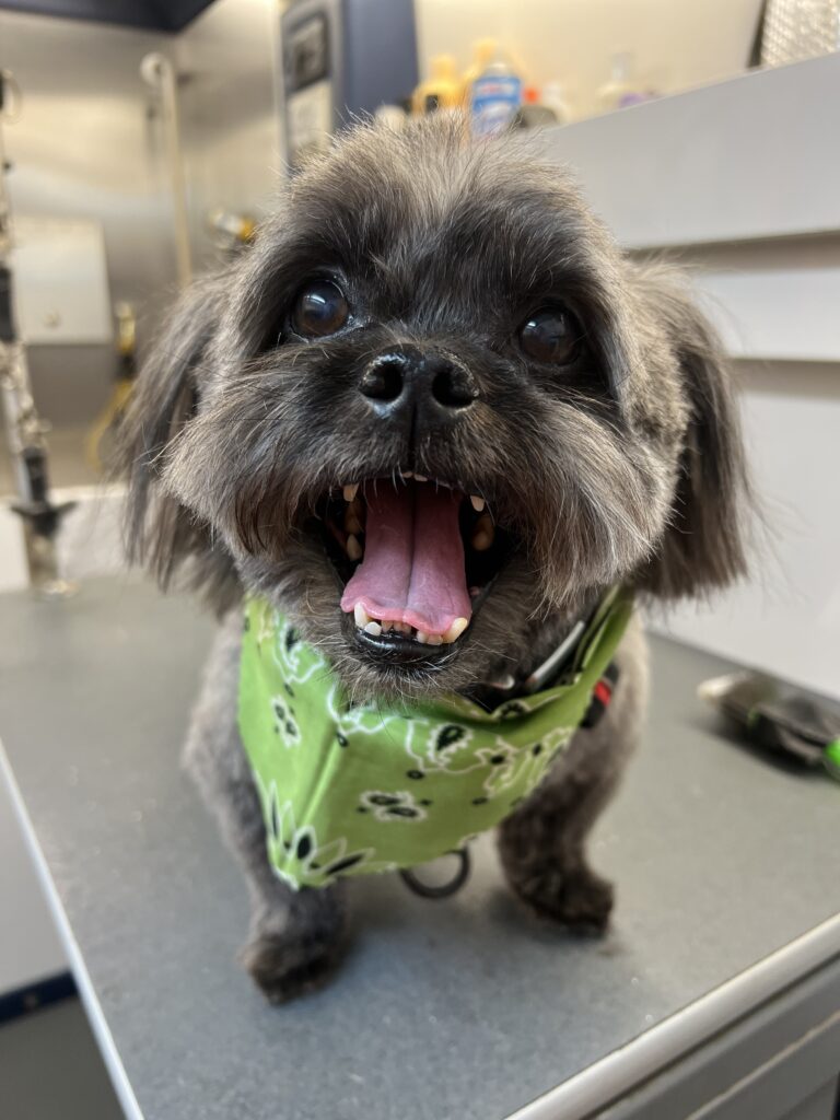 grey dog green bandana