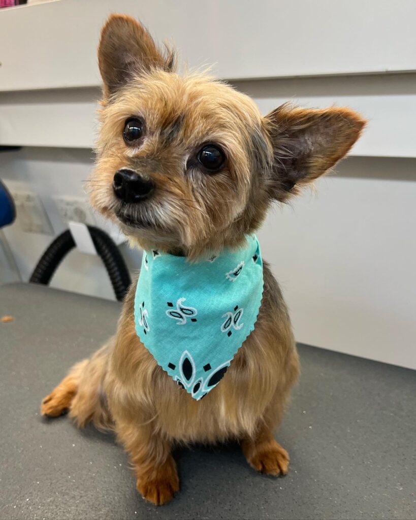 small dog teal bandana