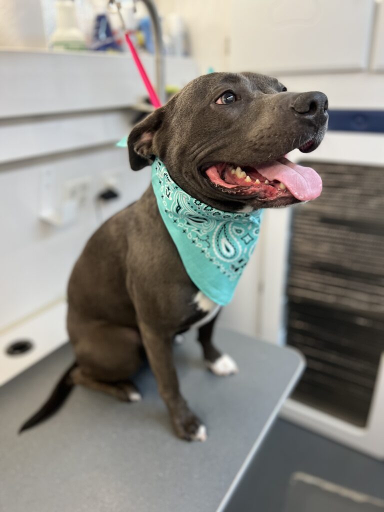 teal bandana