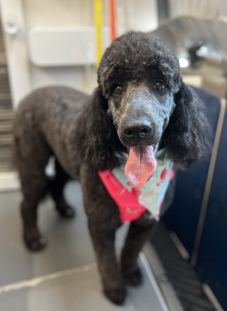 tongue out pink bandana