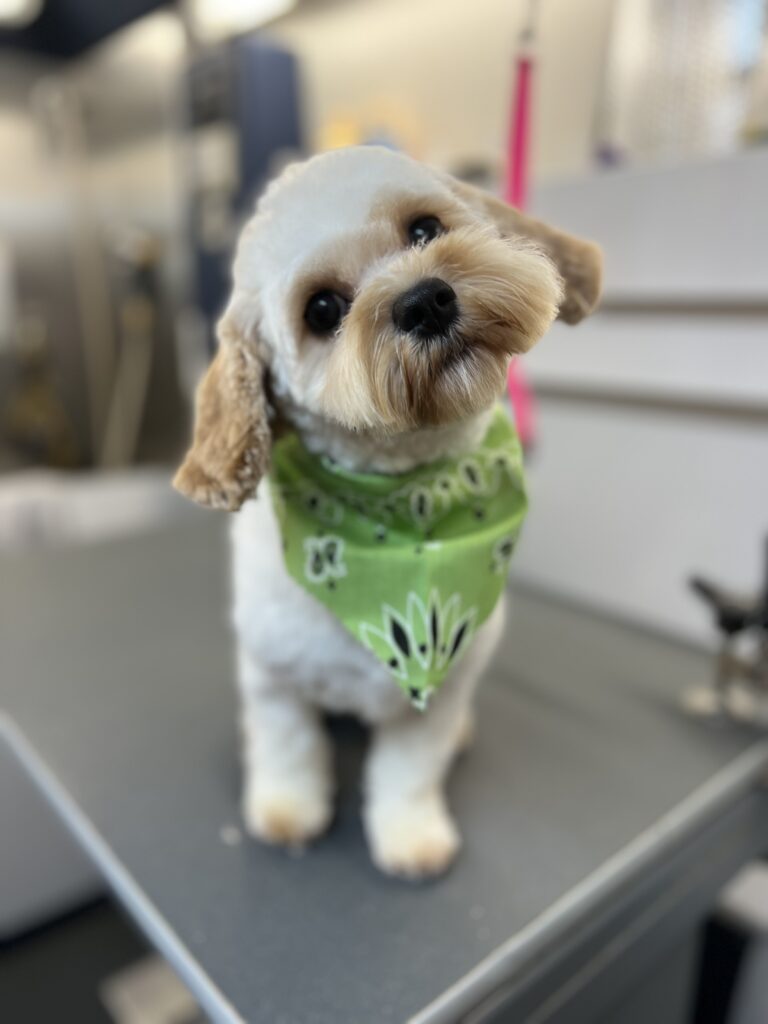 white dog green bandana