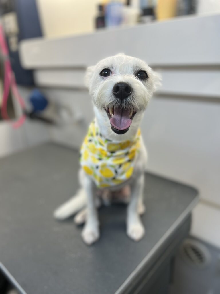 white dog lemon bandana